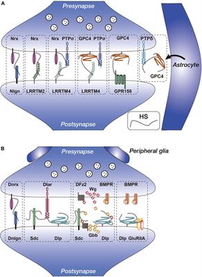 Glypicans and Heparan Sulfate in Synaptic Development, Neural Plasticity, and Neurological Disorders